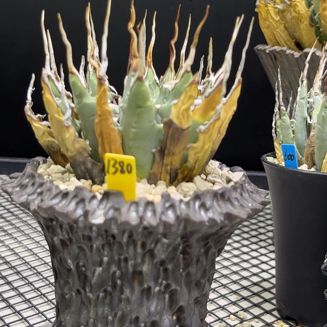 无花朵曲刺妖炎1380