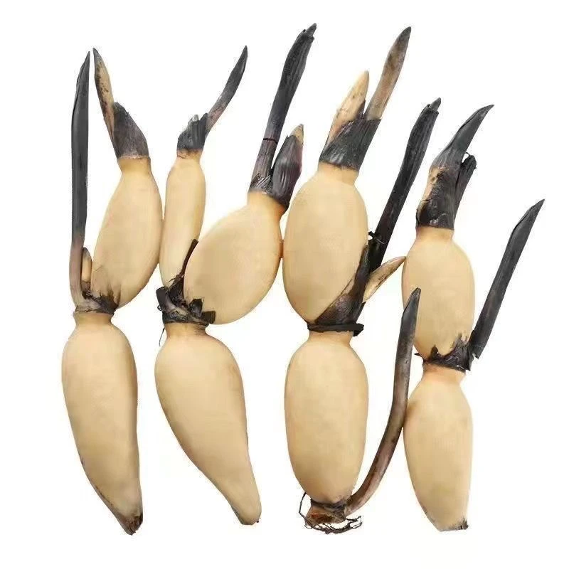 池塘观赏性荷花耐热耐寒莲花食用种藕南北种植四季【荷花藕苗盆栽