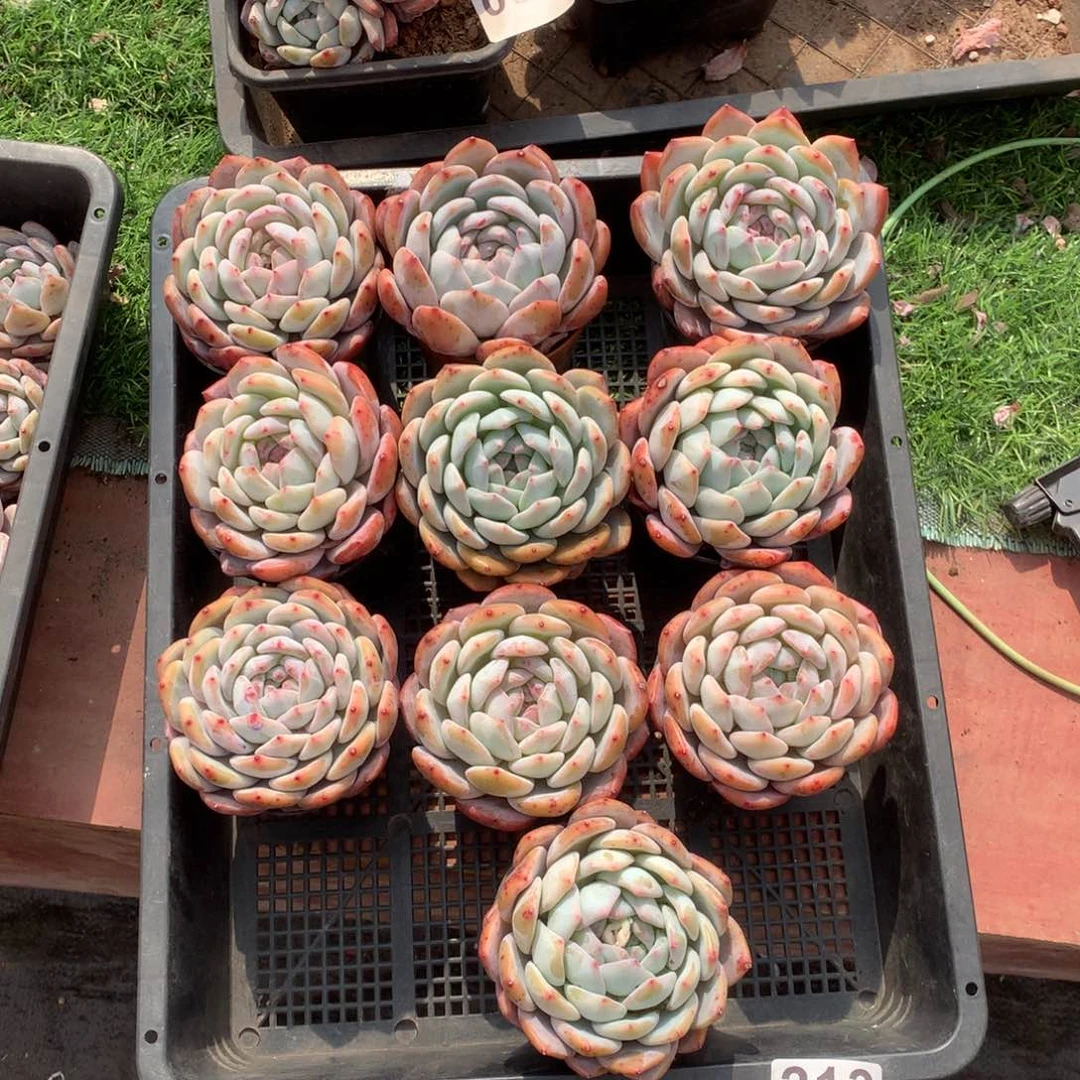 213橙子多肉植物组合