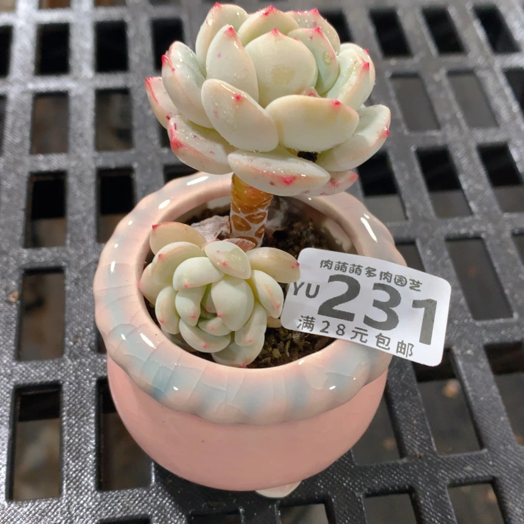 肉萌萌拇指盆精控多肉YU231