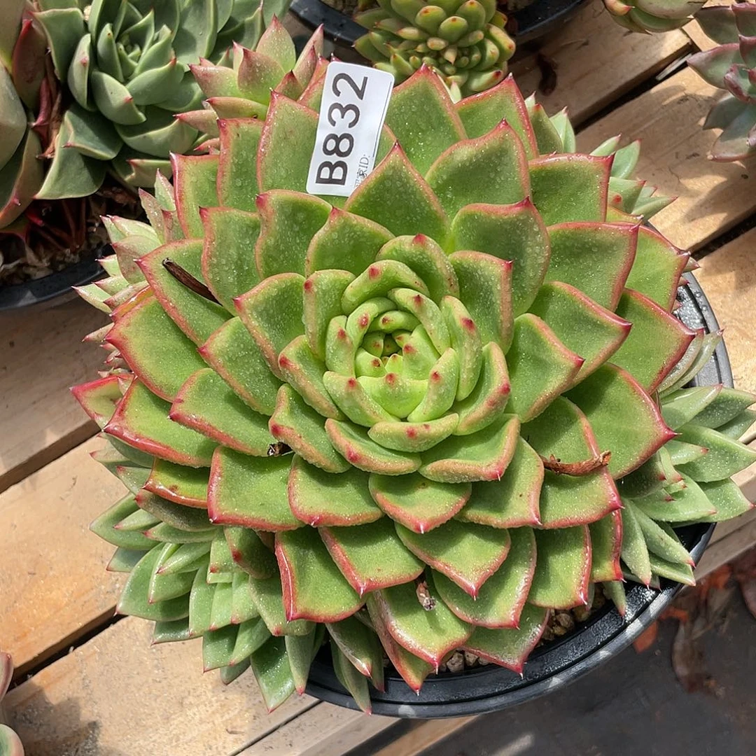 若如东云单拍B832