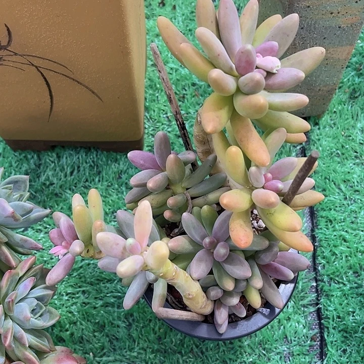 糖果美人02250多肉植物