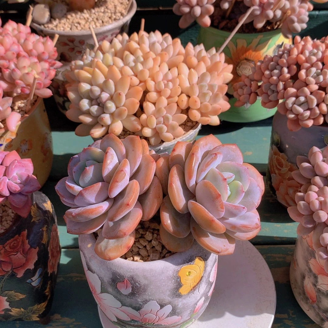 奶茶自然双头老桩