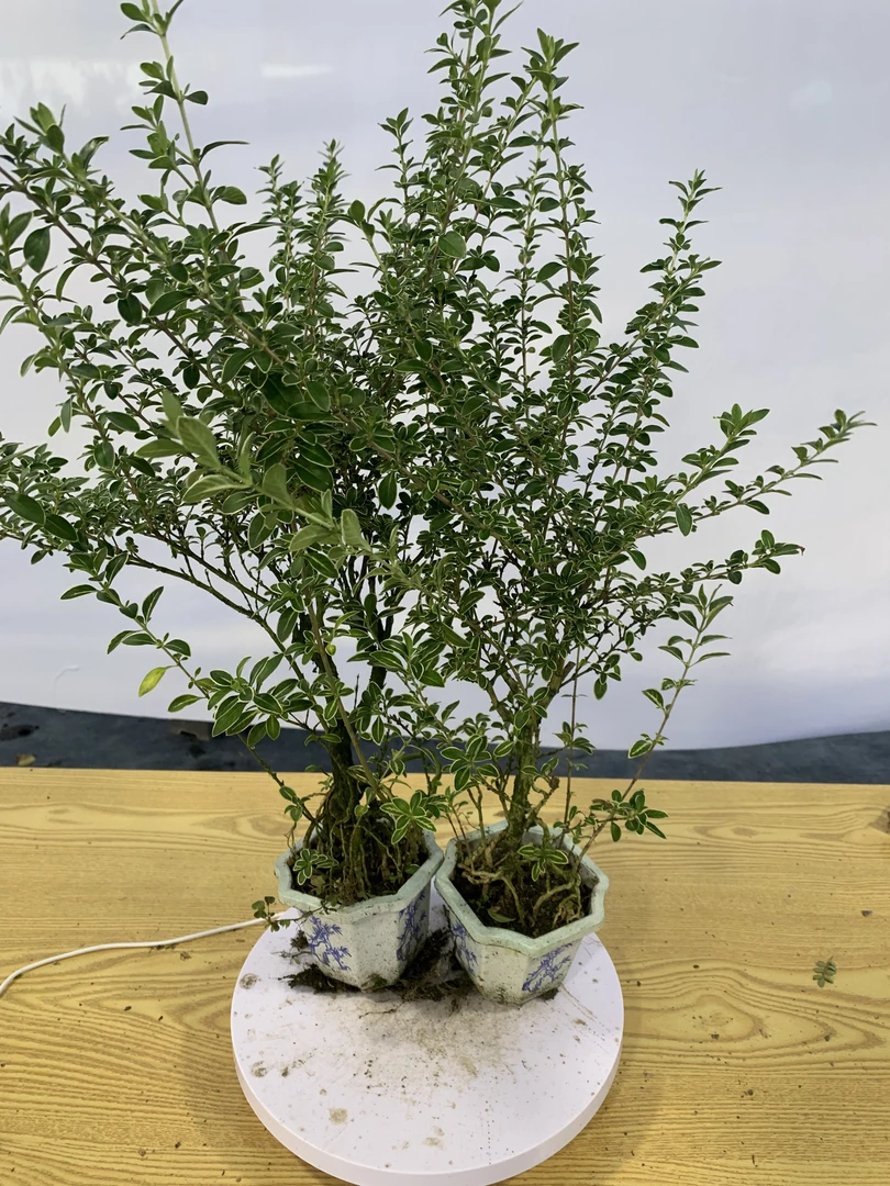 白盆组合金边六月雪造型老桩盆栽室内办公室四季长绿植物