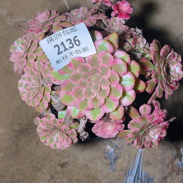 2136红铜白多肉植物