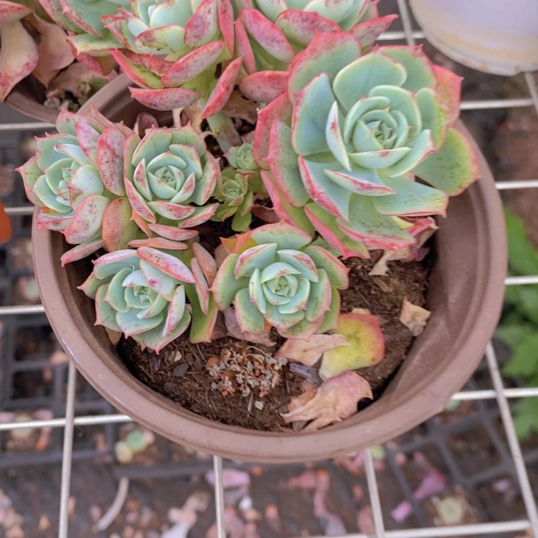 克罗地亚玫瑰多头群生老桩