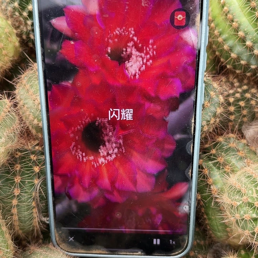 闪耀无根侧牙四公分