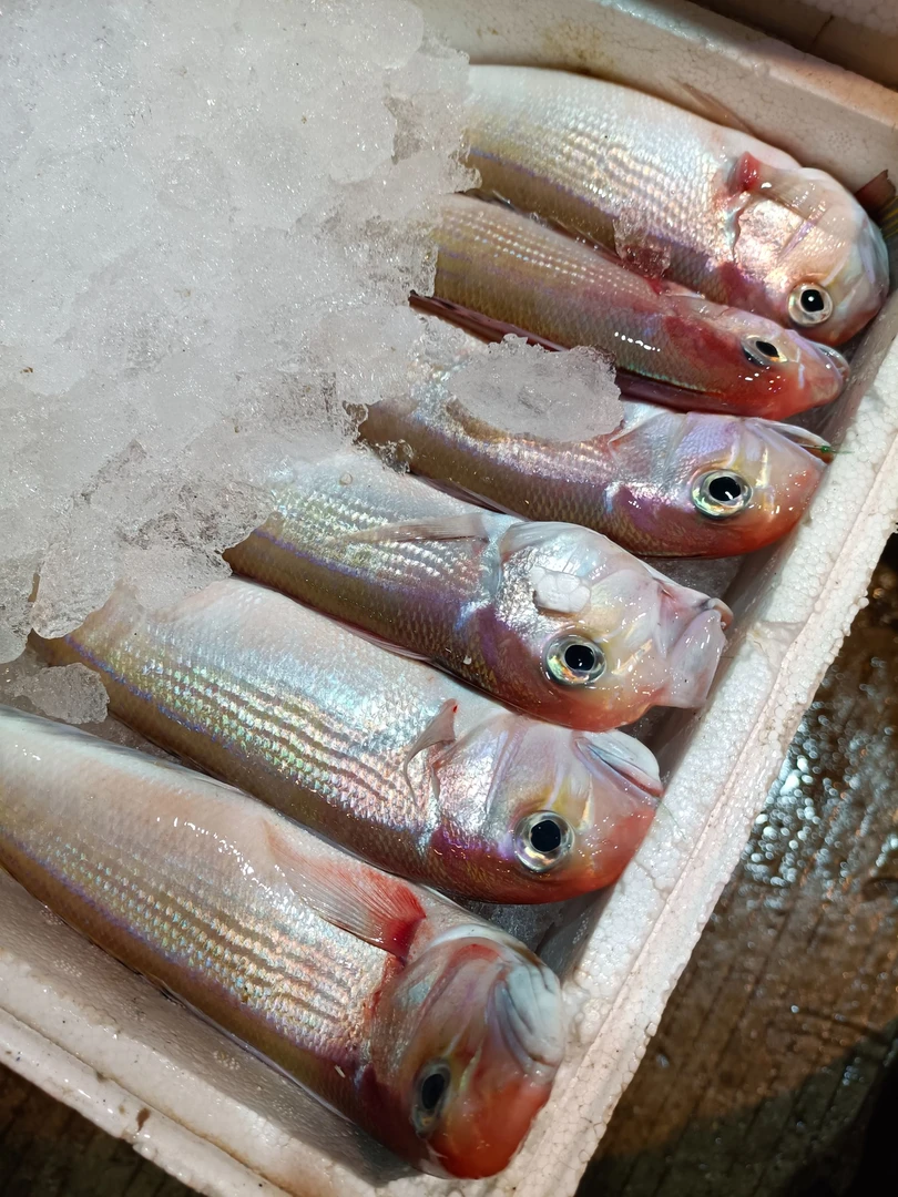 广东汕尾本港青筋马头鱼