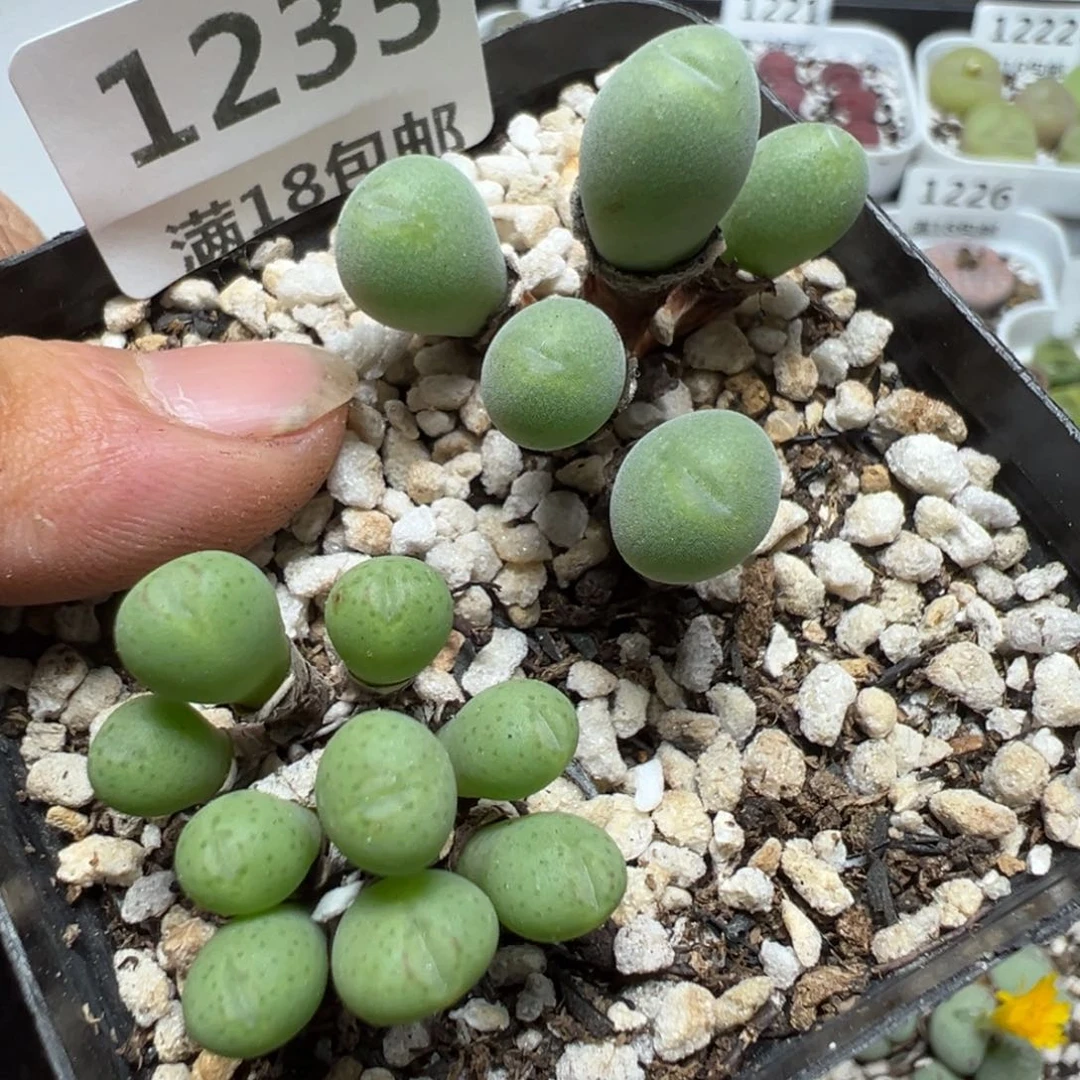 【闪购商品】 1235。