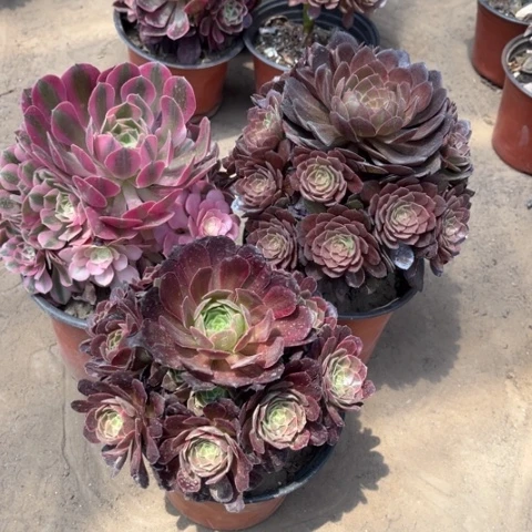 117多肉植物组合