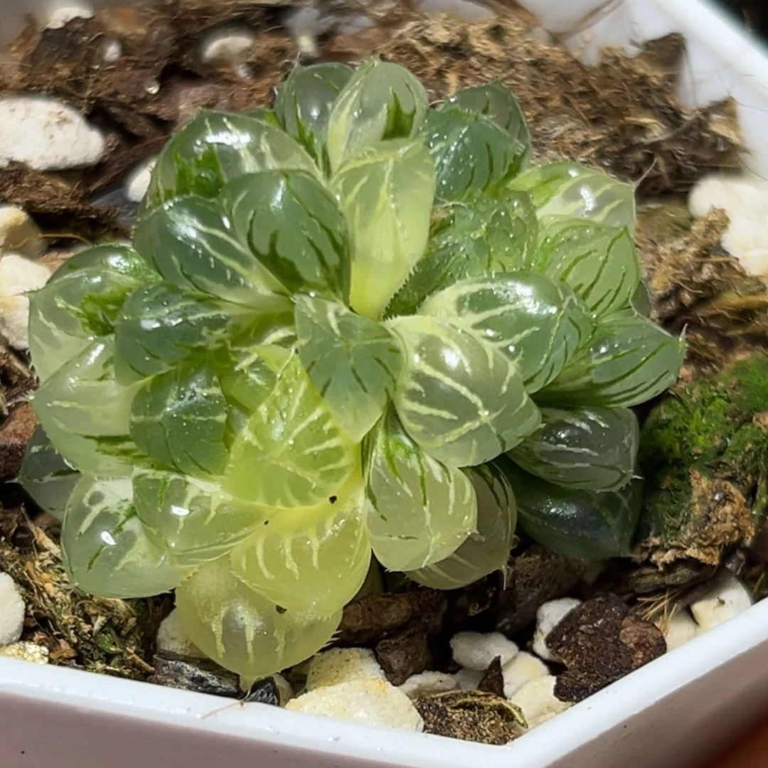 恭喜发财大吉大利0494