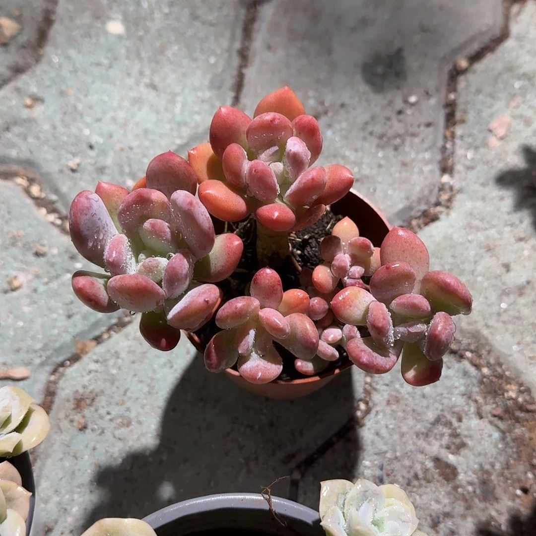 灰姑娘多肉植物听