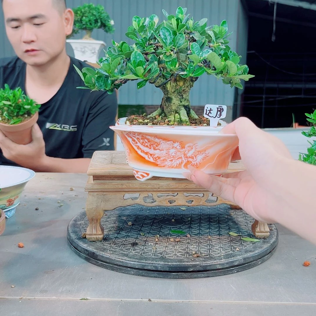 寻***达摩栀子花手绘盆