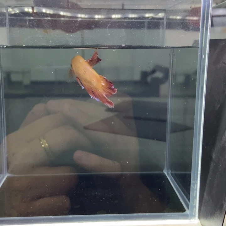 斗鱼包活不包损所见即所得041