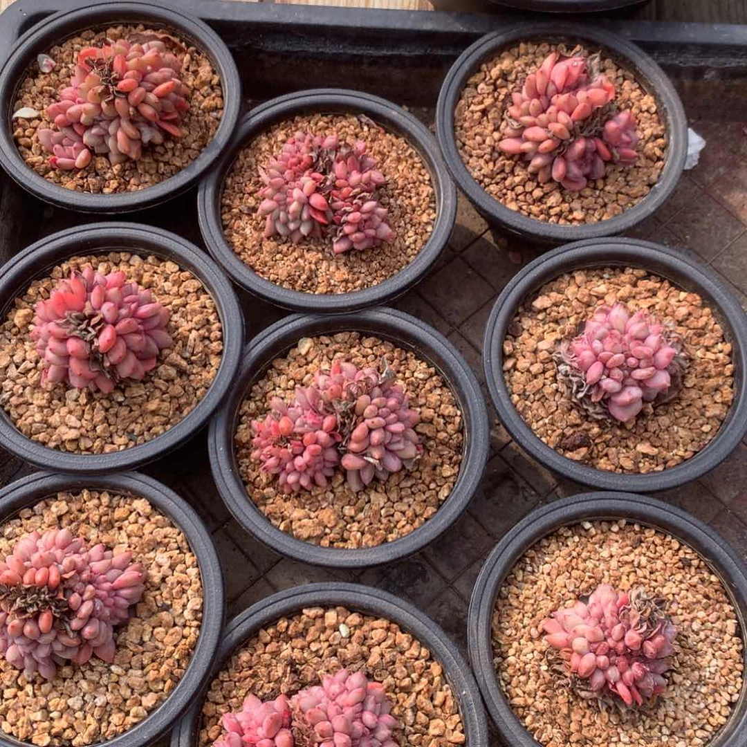 爱丽儿缀，随机，售后范围：签收起7天内