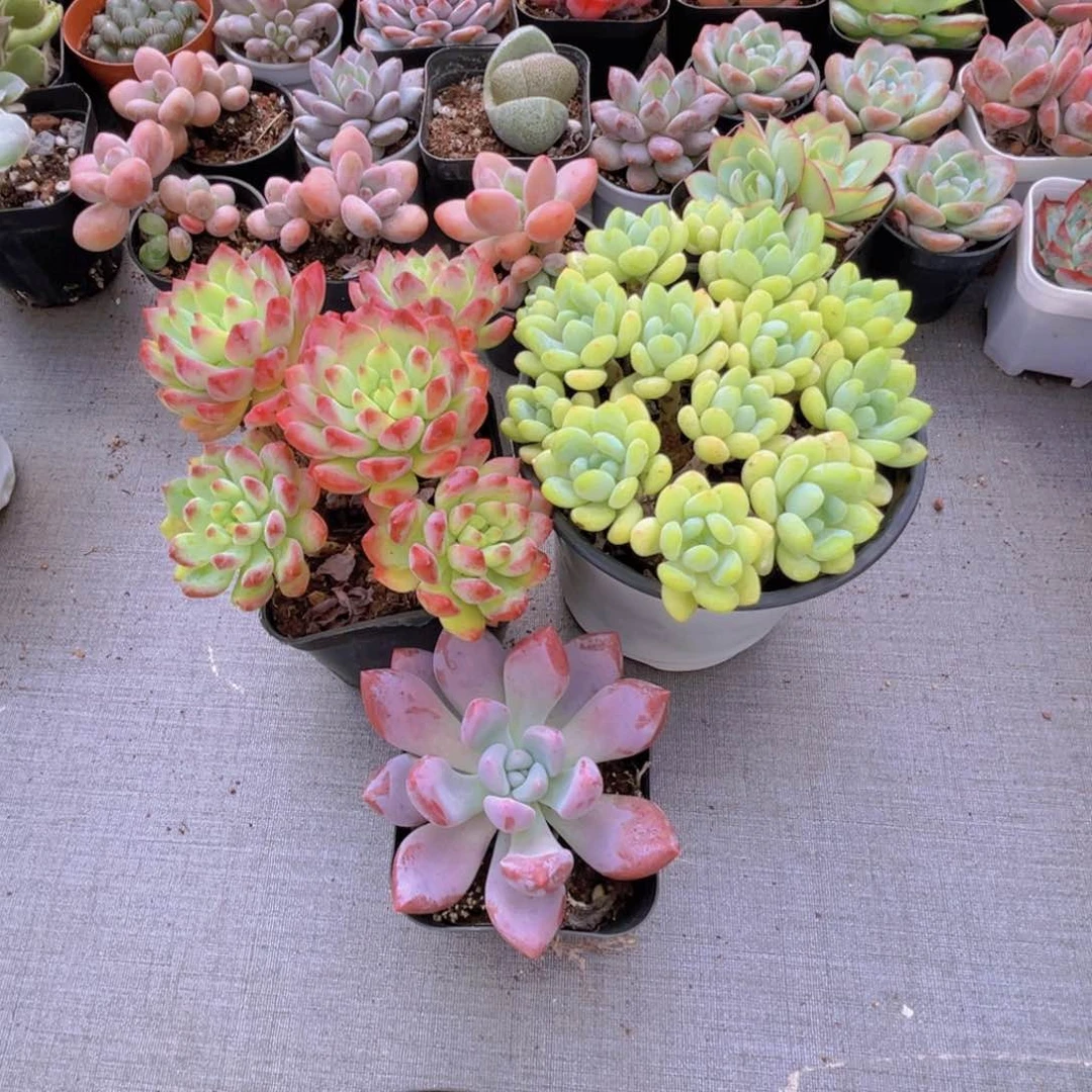 蓝苹果 凝脂莲 奥普