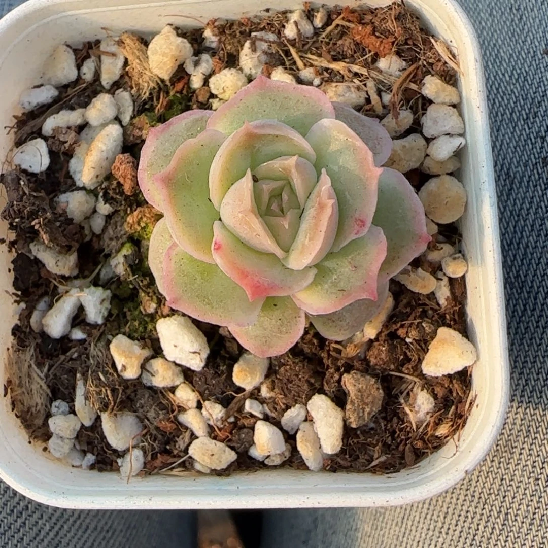 多肉小卡拉米糖心一物一拍