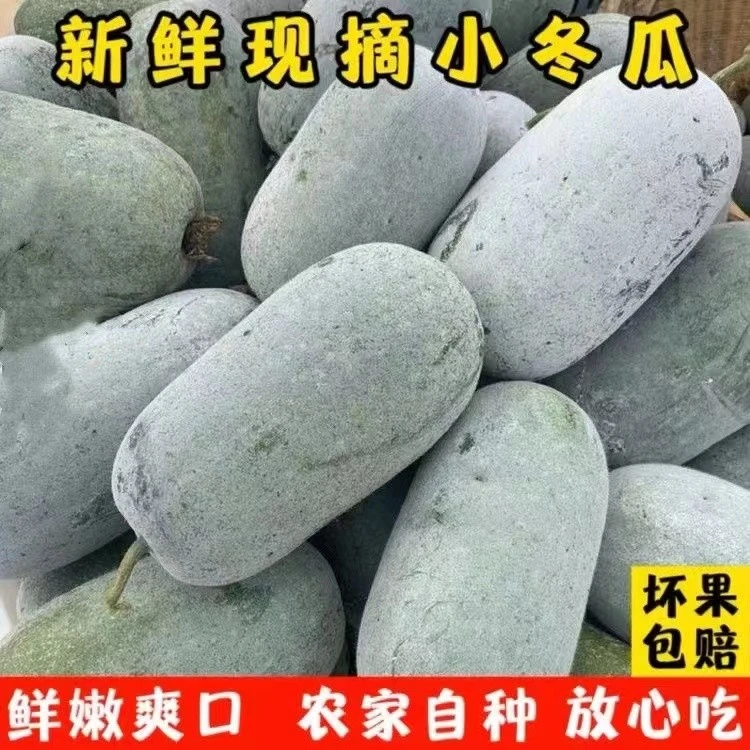 新鲜现摘水果小冬瓜可生吃凉拌炖菜当季时令蔬菜米冬瓜