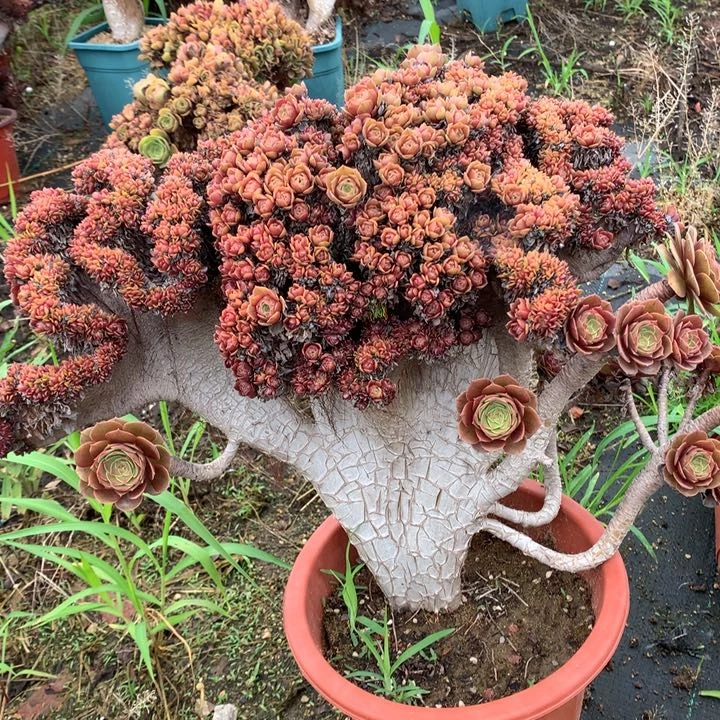 黄金万朵朵脱土发货啊