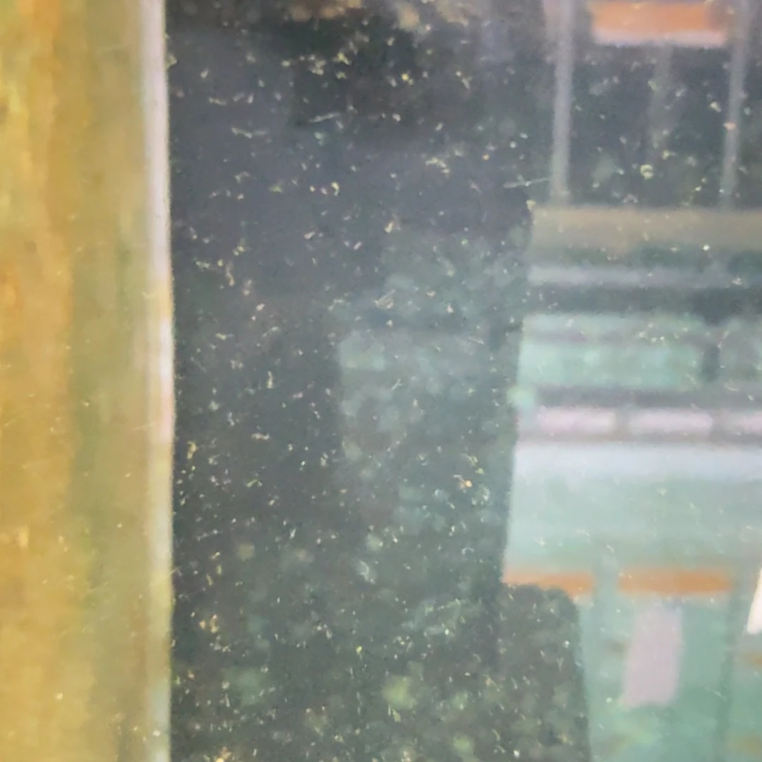 慈鲷鸿鸡341。