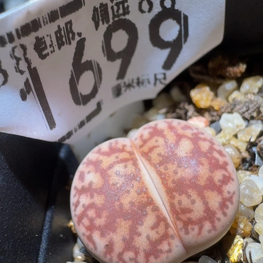 Ssss精品生石花1699
