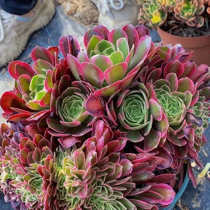 ꧔****女神一颗多肉植物