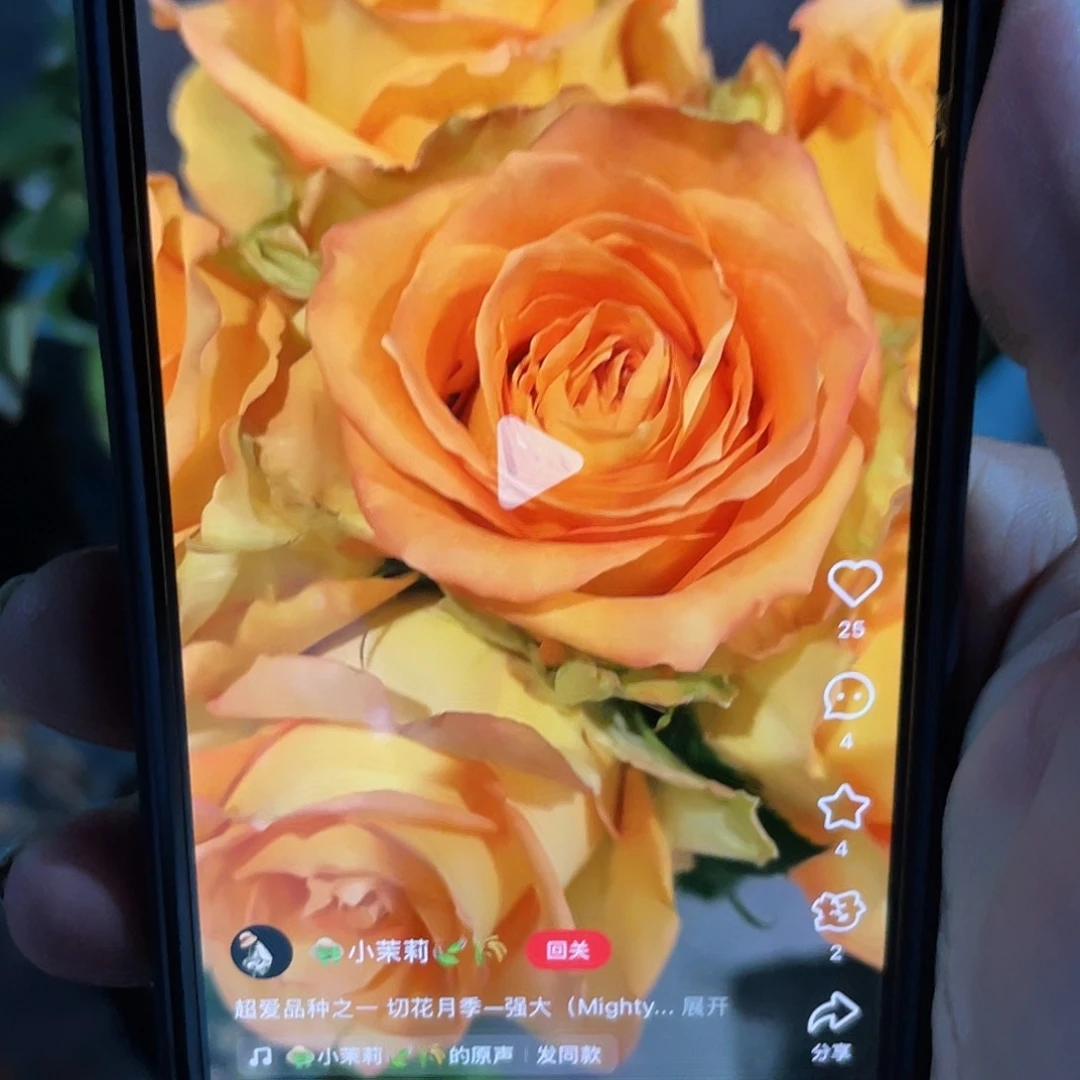 无花朵——-强大月季