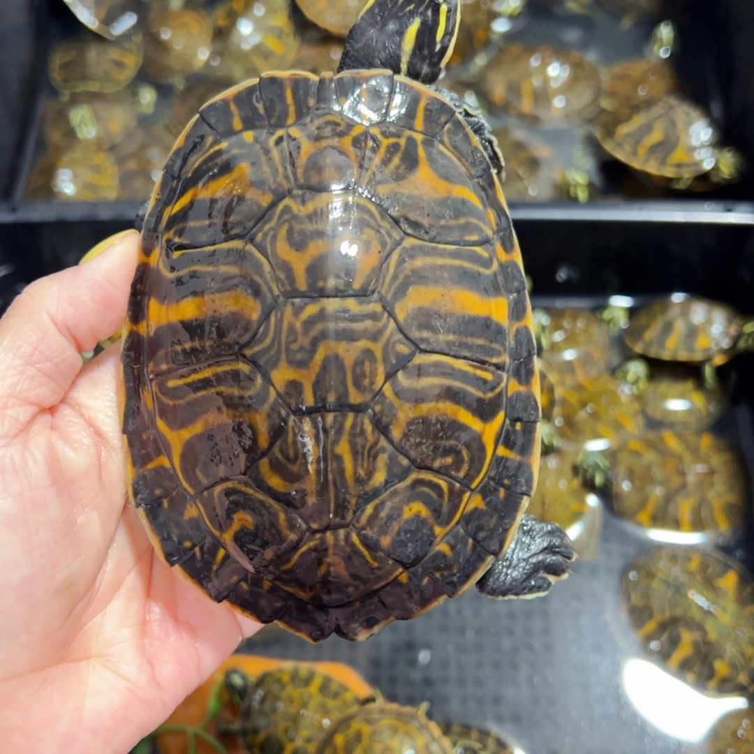 母火焰龟火焰母龟11+