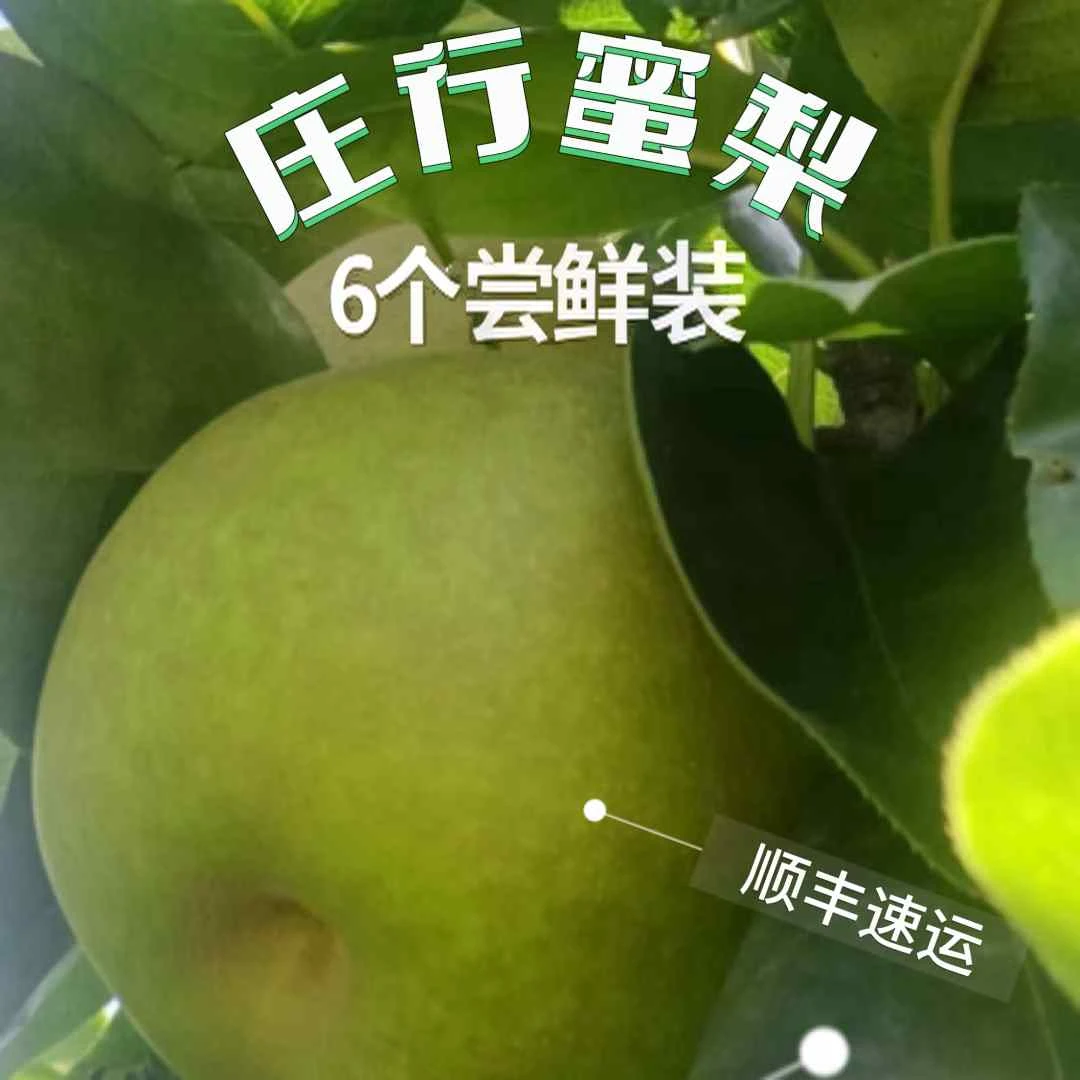 【尝鲜】庄行蜜梨4斤脆甜多汁爽口爆汁肉质细腻当天采摘发货
