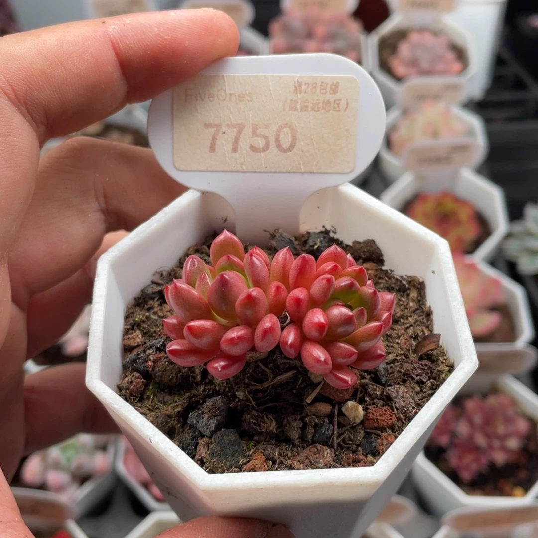杨***鸡血红宝石7750-4厘米