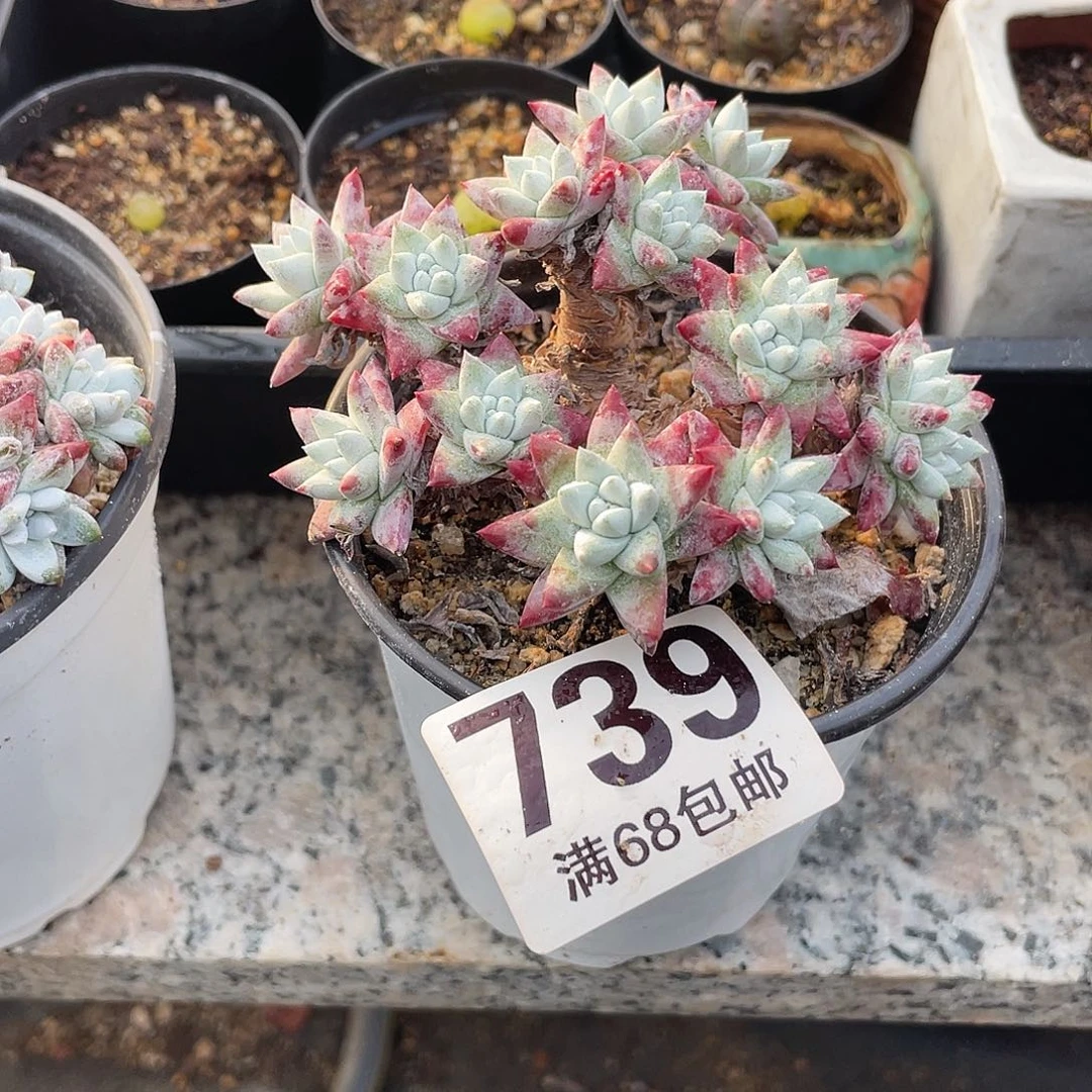 晨溪园艺仙女杯呀