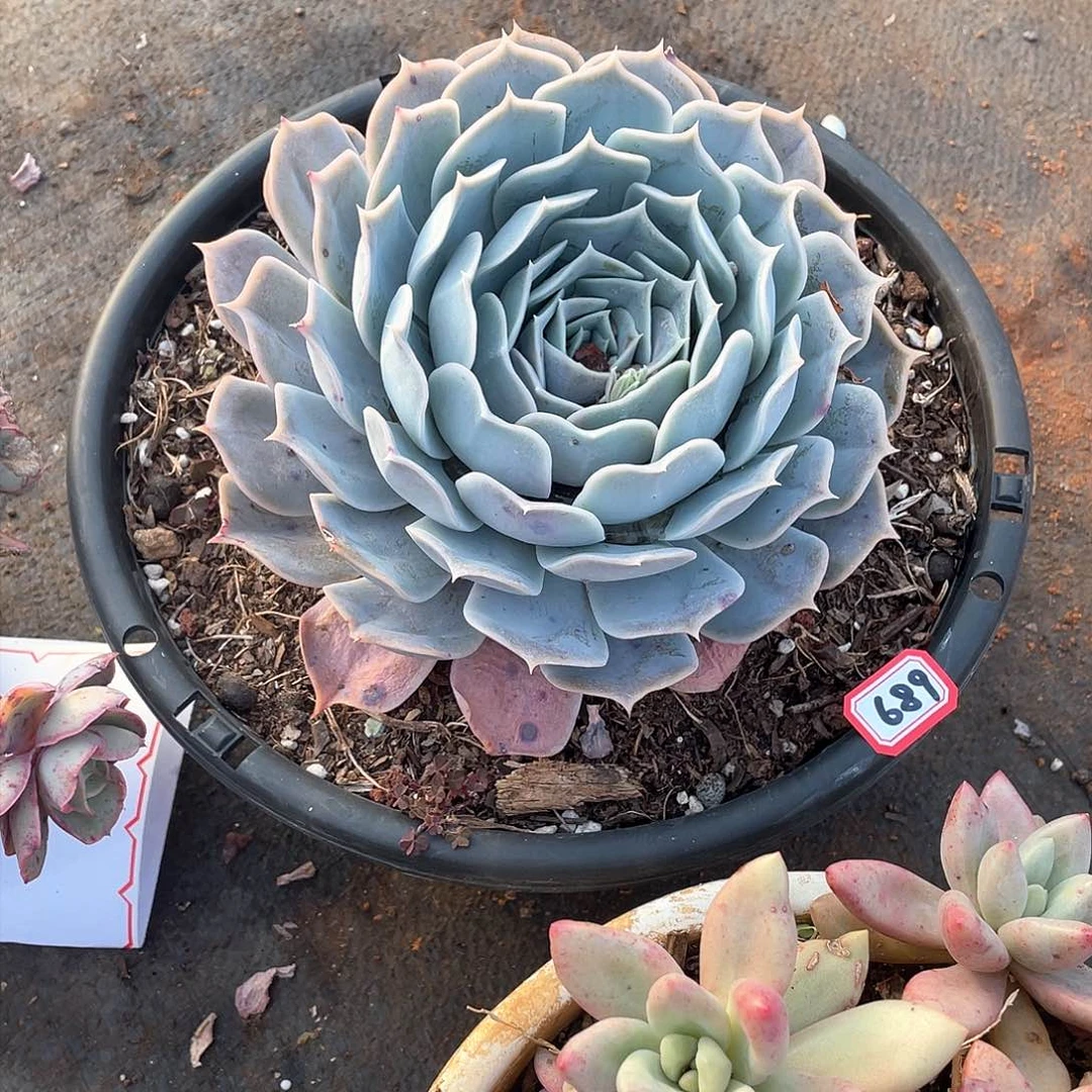 689沙漠骆驼一物一拍多肉