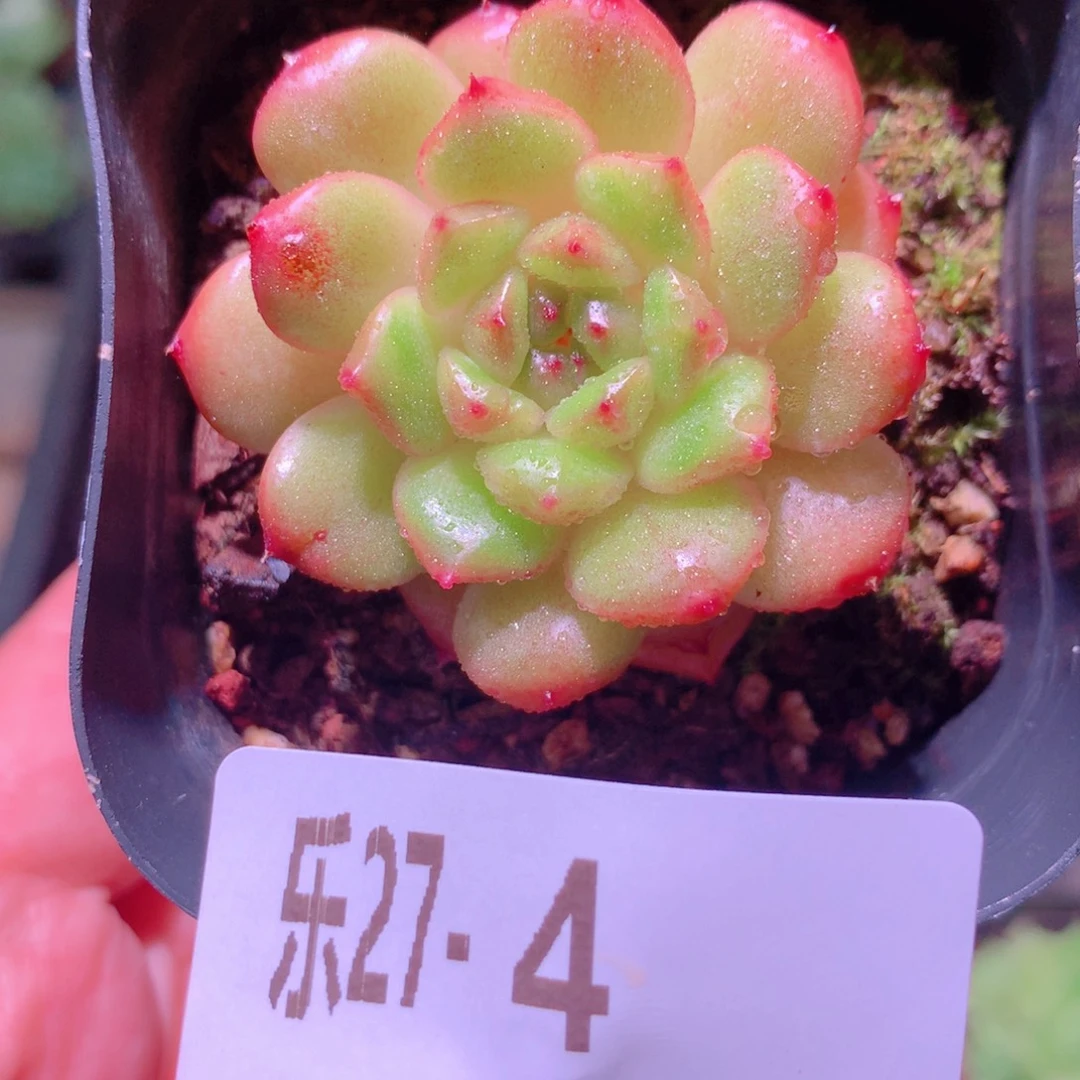 乐然27-4 灵翠单头