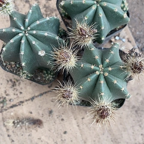 3个虾仙人球356888