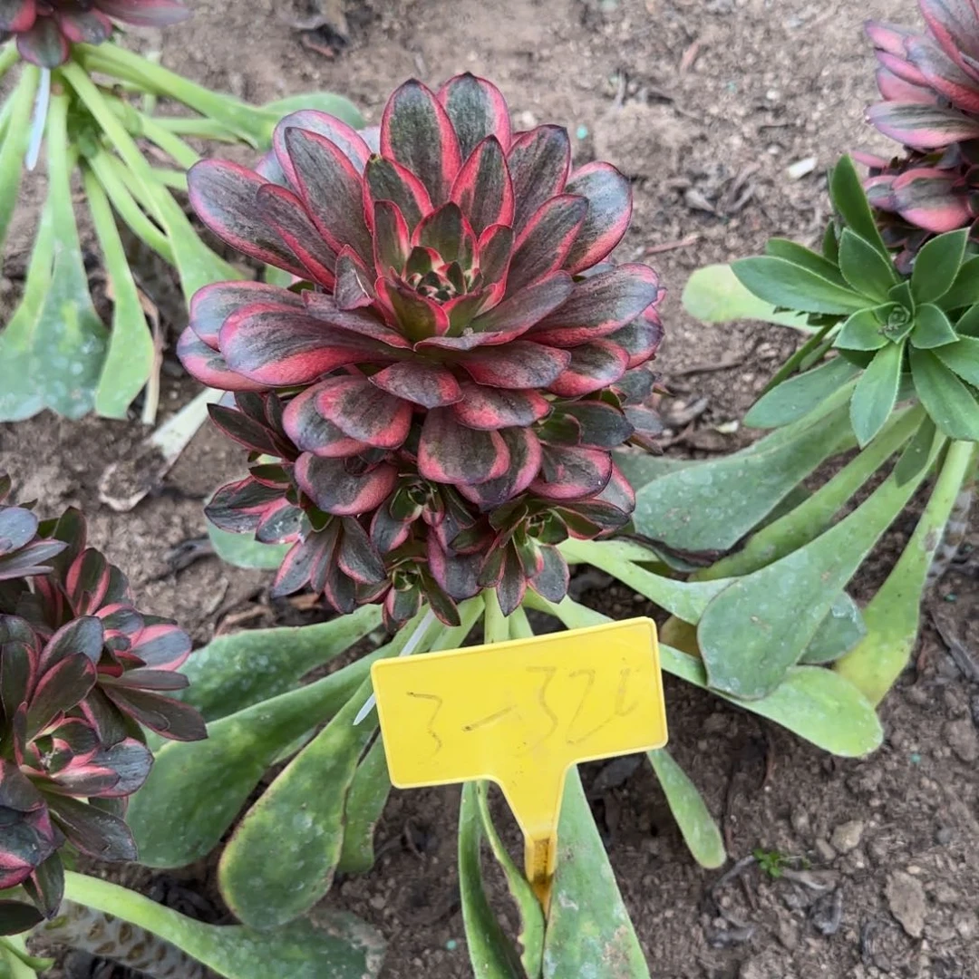 3-320---多头多肉植物