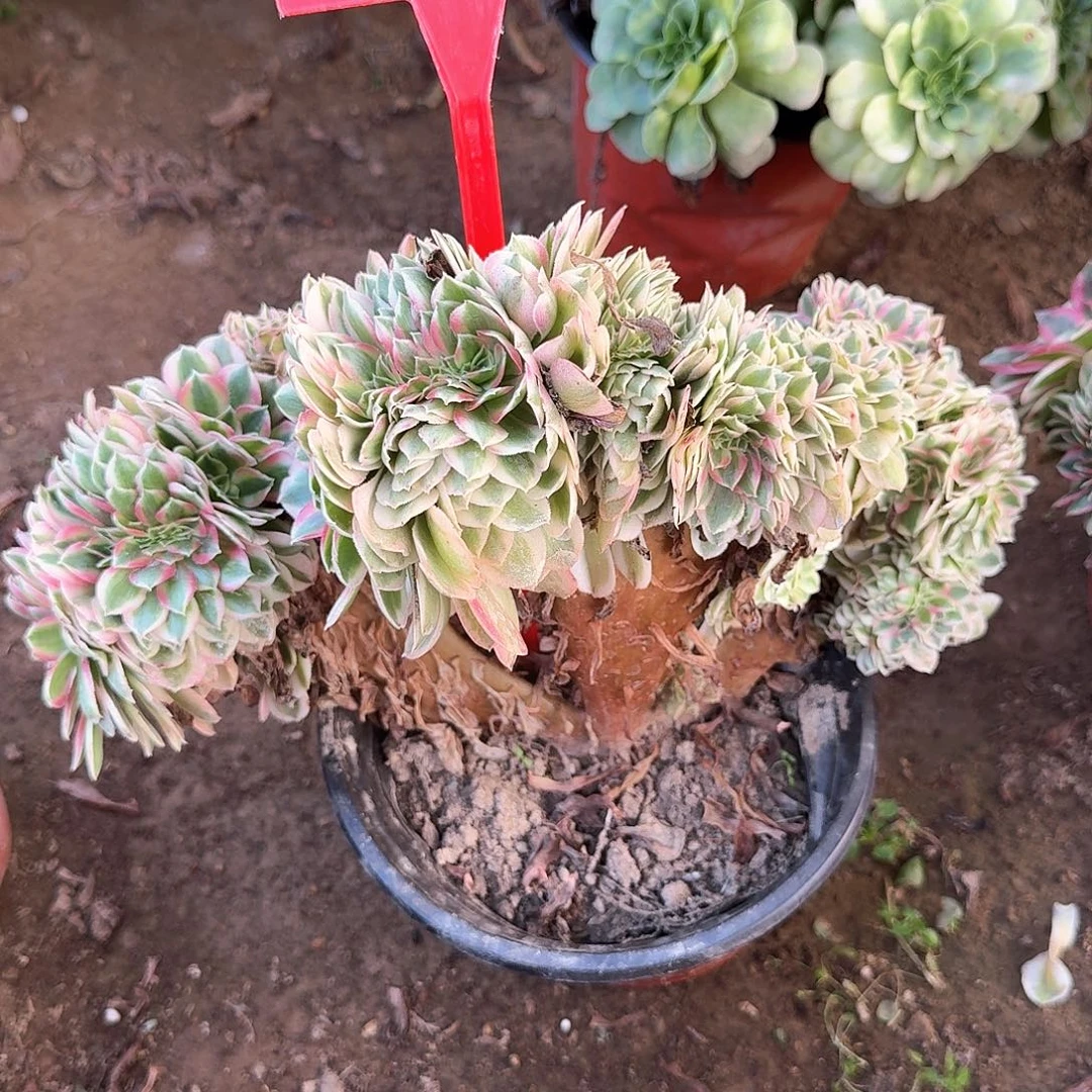 4181倾城缀化多肉法师