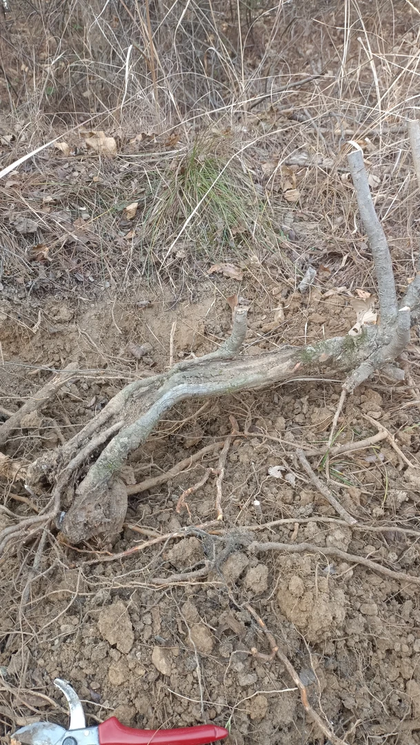 小叶榔榆，树桩，盆景，一物一拍。