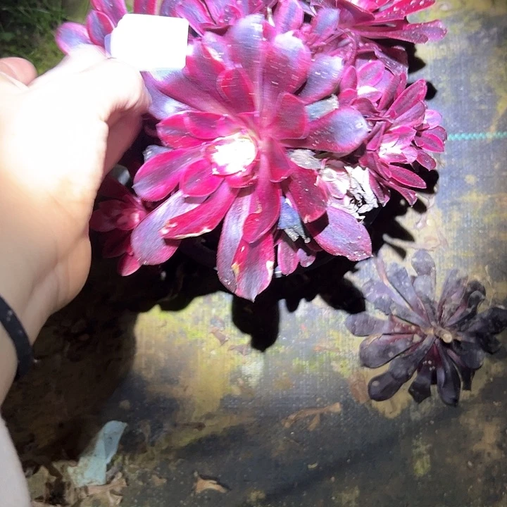 紫*粒美杜莎多肉一物一拍14