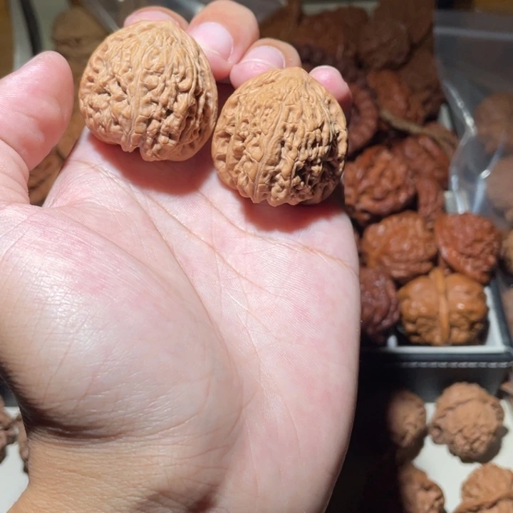 星***尘34尺寸全家福承德密纹狮子头