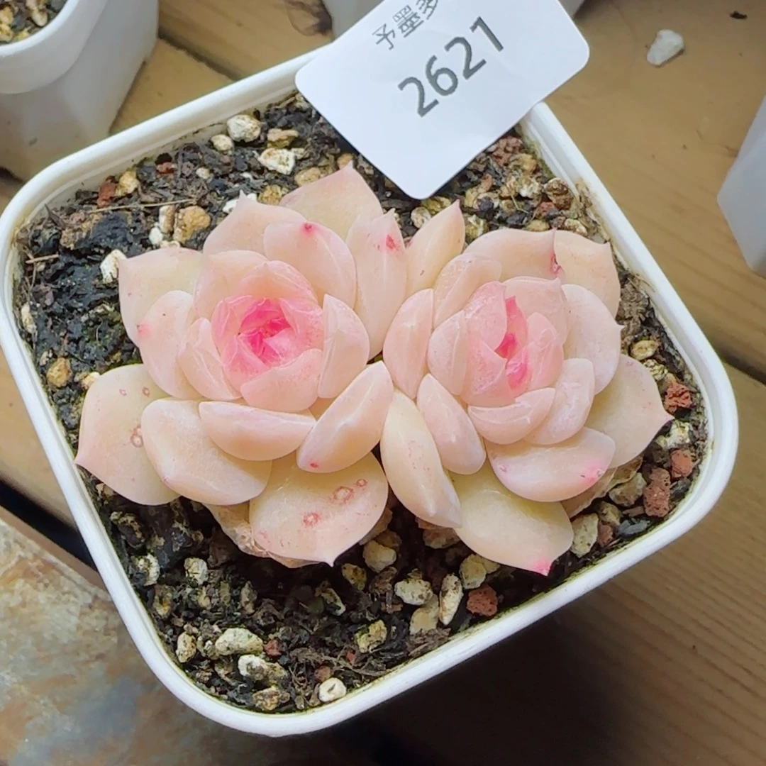 孤月珍妮，2621多肉植物