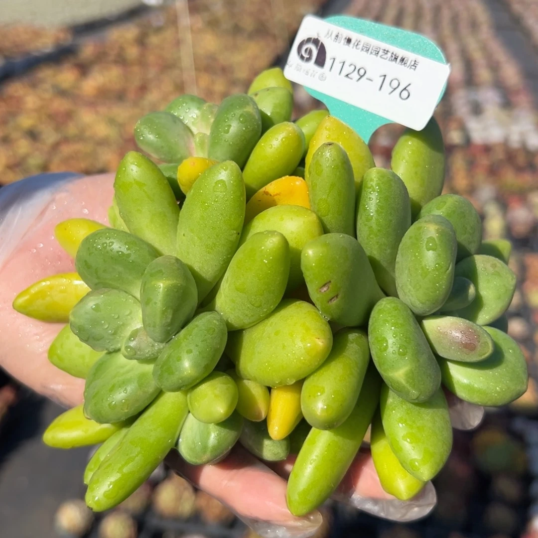 从前慢花园多肉编号1129-196