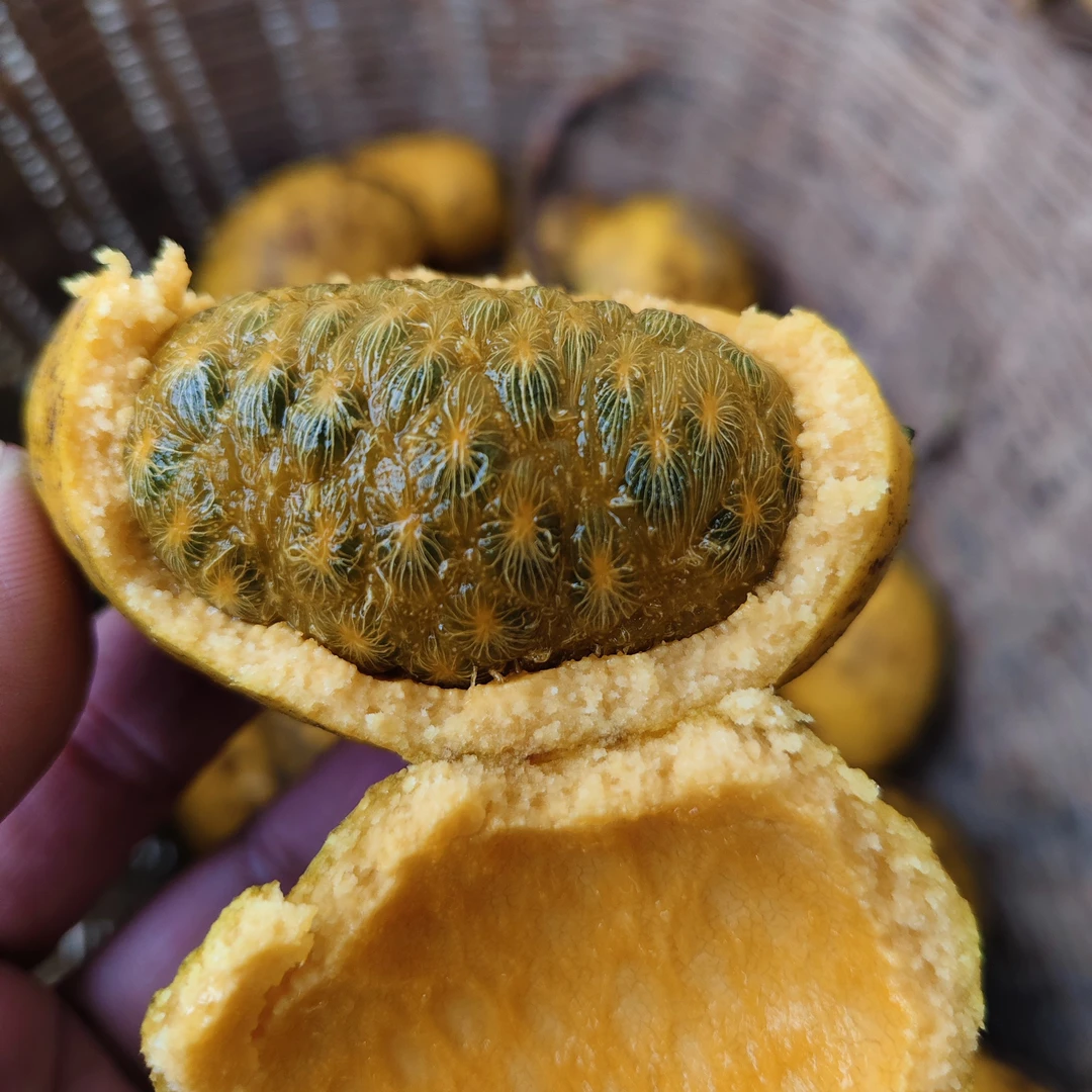 野生新鲜九月黄应季水果八月瓜牛卵坨木通果罗藤包拿藤包罕见