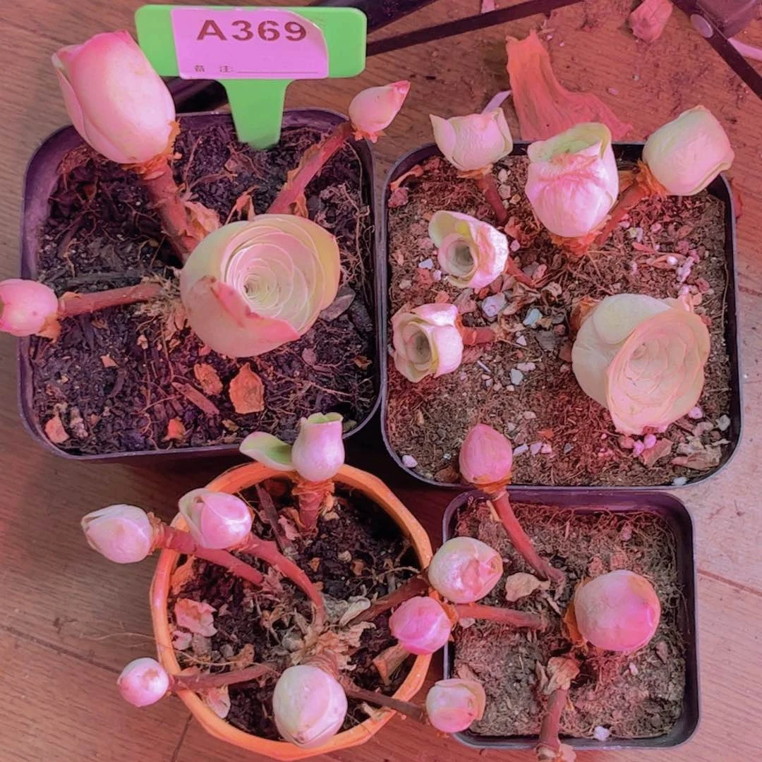 369山地玫瑰绿色