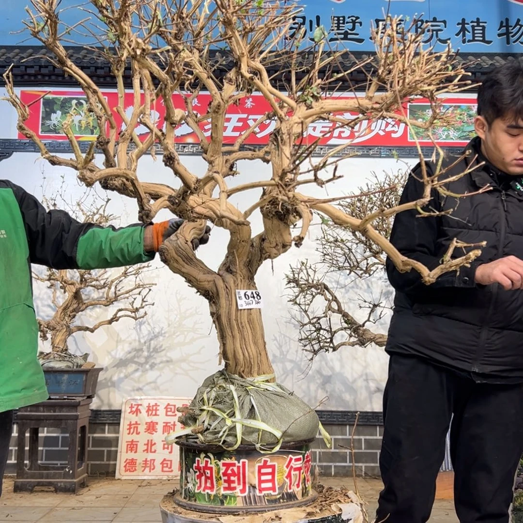 无花朵金银花开花2555856556