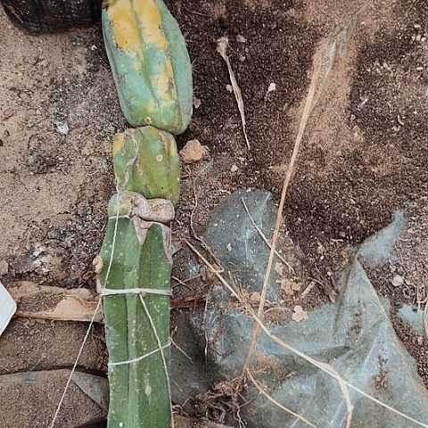 2384处理多闻柱锦嫁接