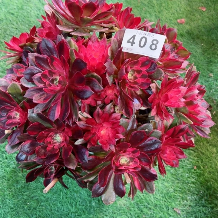 无花朵408黑魔锦法师