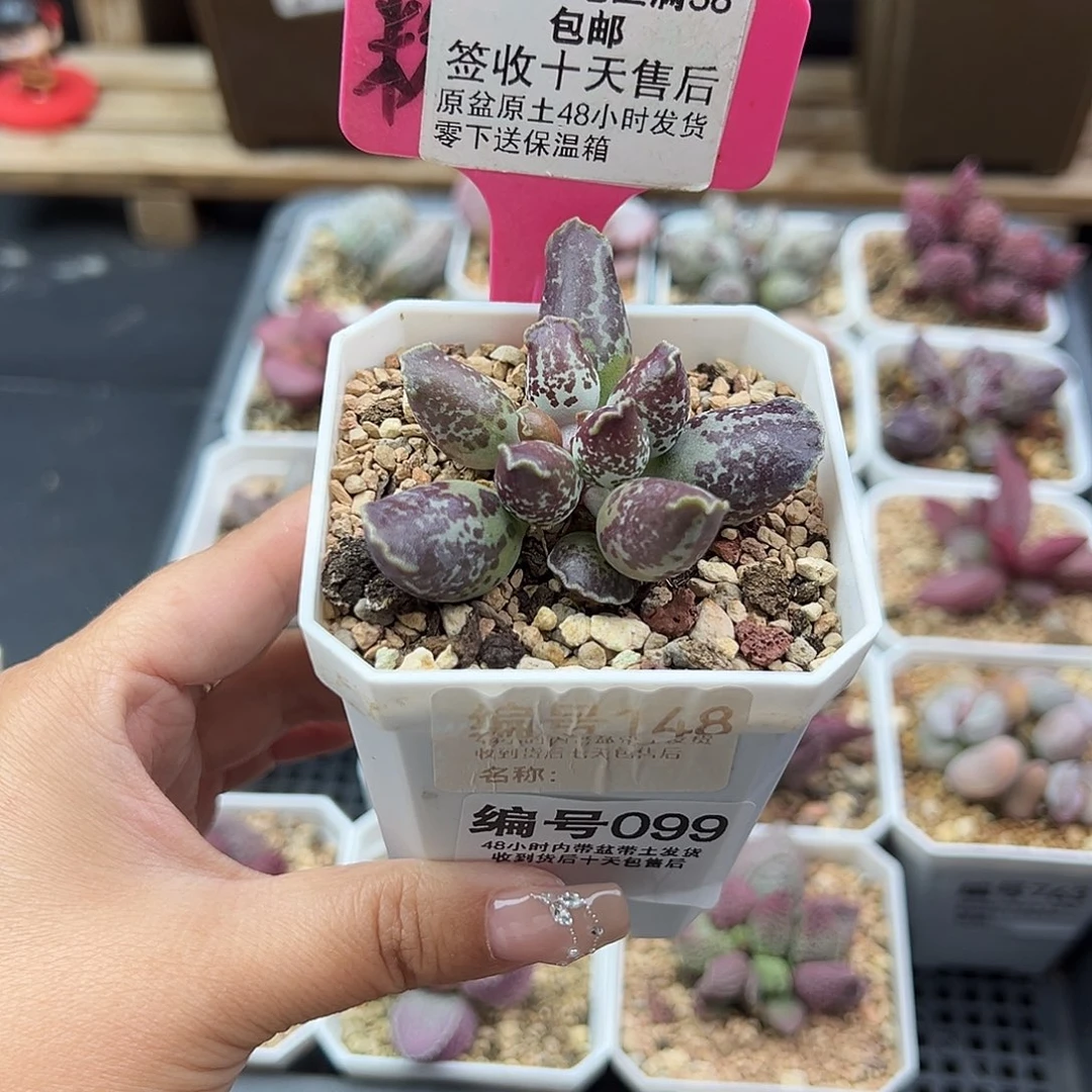 099二代紫肌海豹多肉植物