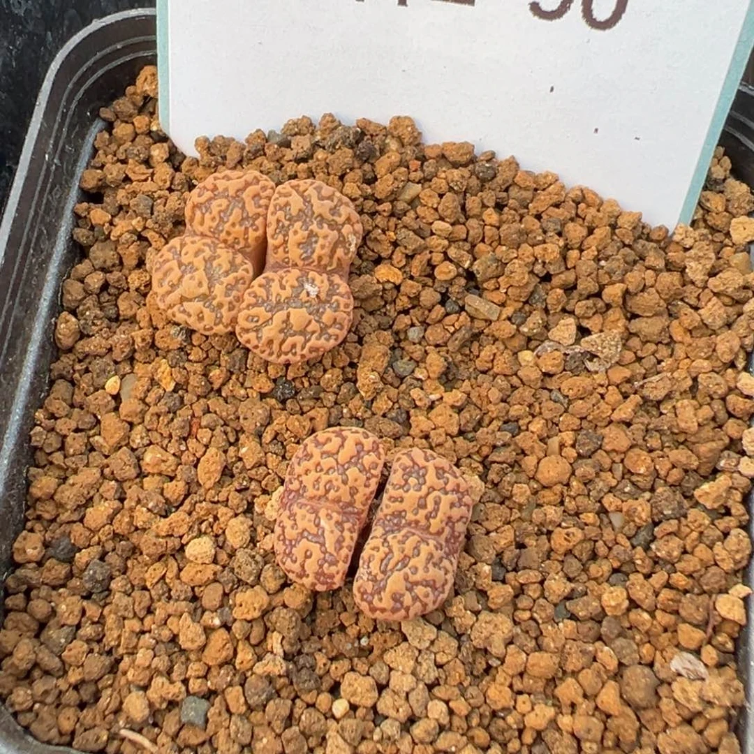 2-90肉锥多肉植物，
