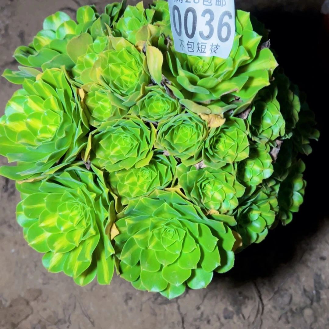 0036琉璃多肉植物法师