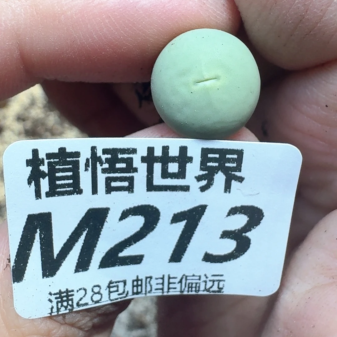 多肉植物的是额分